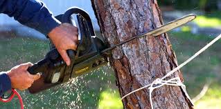 Reliable Winchester, NV Tree Services Solutions