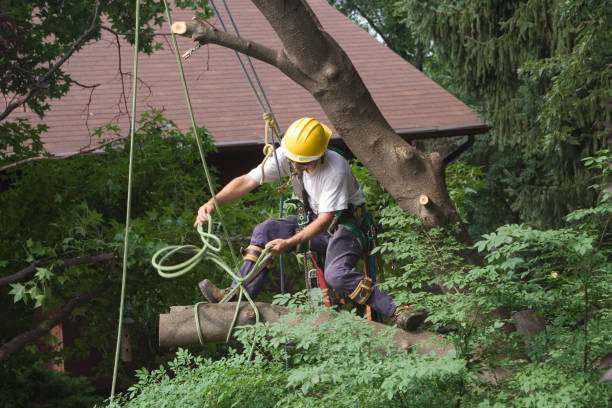 Mulching Services in Winchester, NV